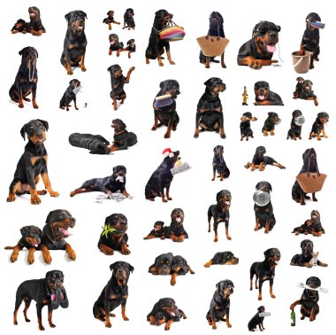 Rottweilers clipart