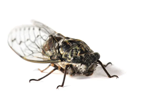 Ağustosböceği — Stok fotoğraf