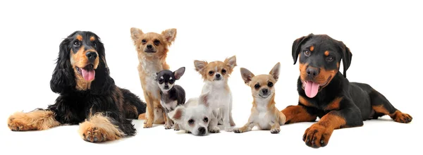 Groupe of puppies — Stock Photo, Image