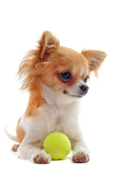 Chihuahua cachorro y bola — Foto de Stock