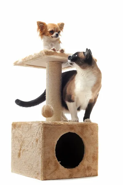 Chihuahua a siamská kočka — Stock fotografie