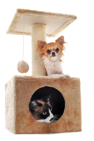 Chihuahua e gatto siamese — Foto Stock