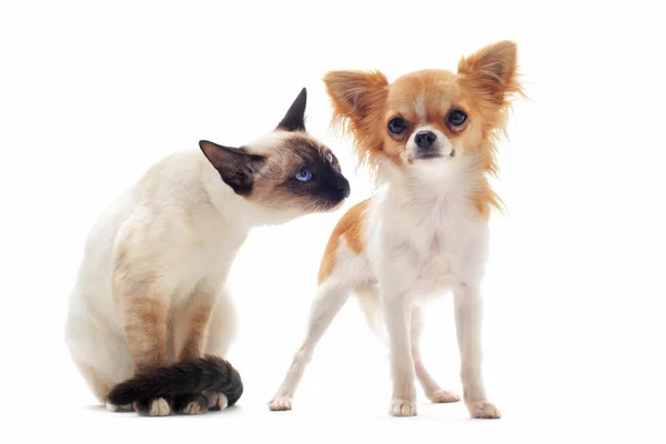 Puppy chihuahua en siamese kitten — Stockfoto