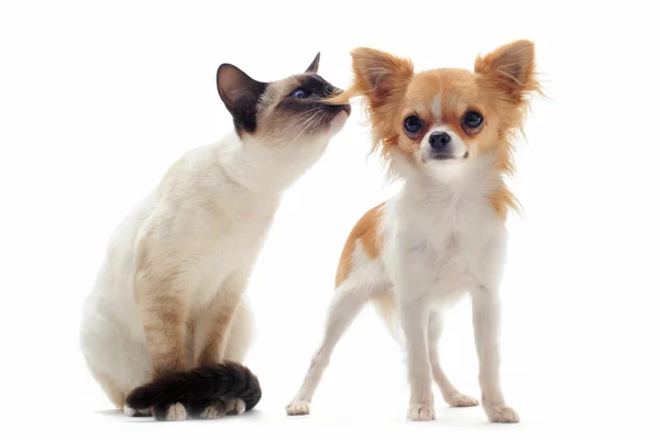 Köpek chihuahua ve Siyam kedi yavrusu — Stok fotoğraf