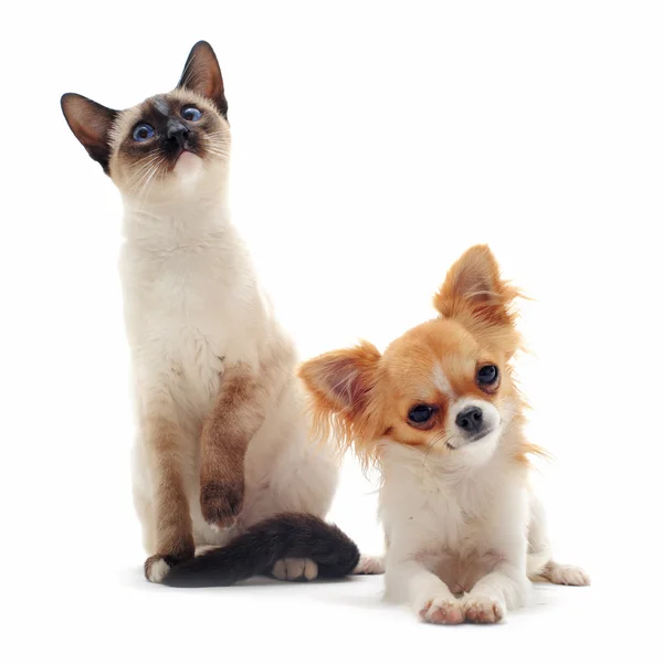 Puppy chihuahua en siamese kitten — Stockfoto
