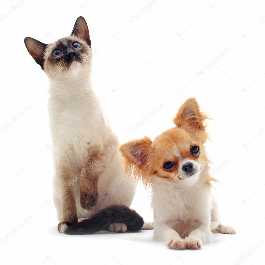 Puppy chihuahua and siamese kitten