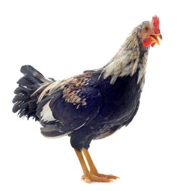 Young bantam rooster clipart