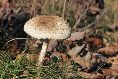 Macrolepiota procera or Parasol mushroom clipart