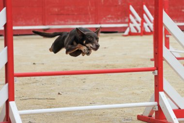Australian cattle dog in agility clipart