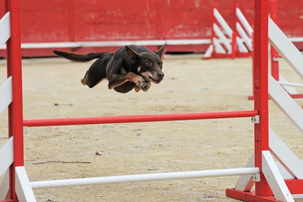 Австралийская скотная собака в ловкости — стоковое фото