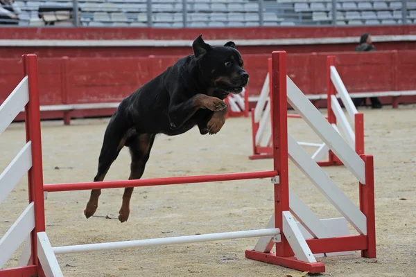Rottweiler Agility — Stock Fotó