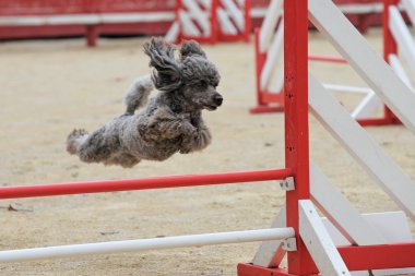 Poodle in agility clipart