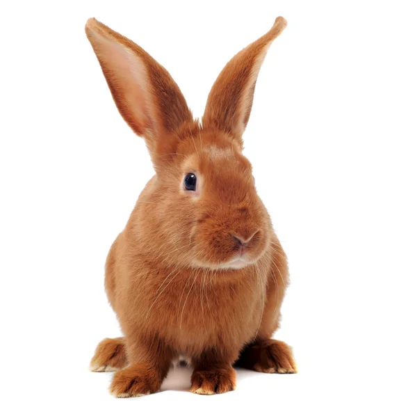 Junges Kaninchen — Stockfoto