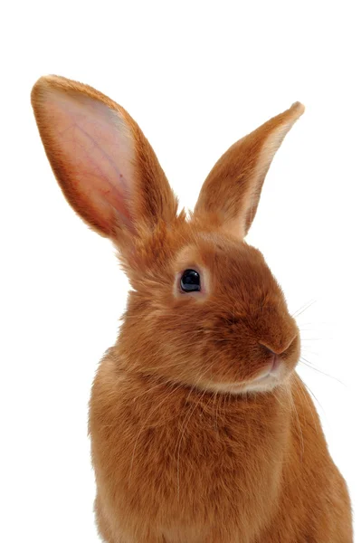 若いウサギ — ストック写真