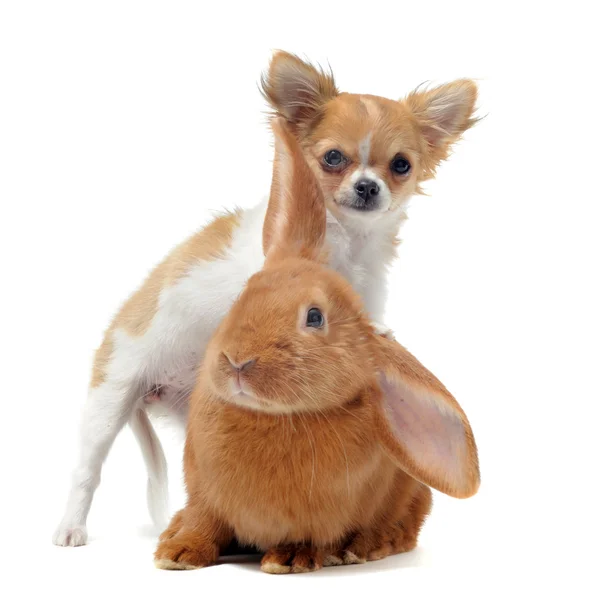 Chihuahua cachorro y conejito — Foto de Stock