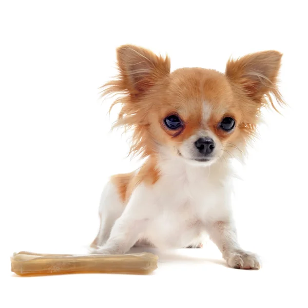 Puppy chihuahua and bone — Stock Photo, Image