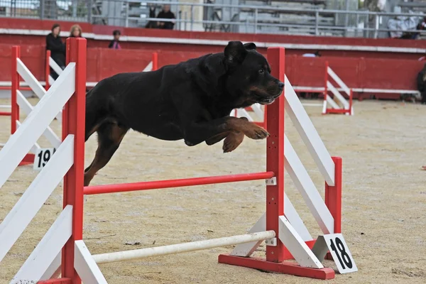 Rottweiler in agility — Stock Photo, Image