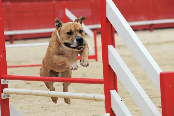 American Staffordshire terrier in agilità — Foto Stock
