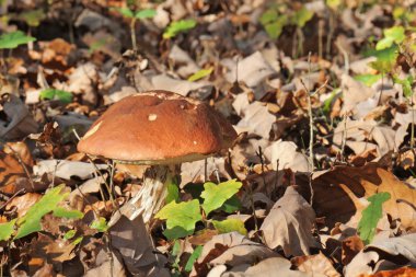 bolete mantar