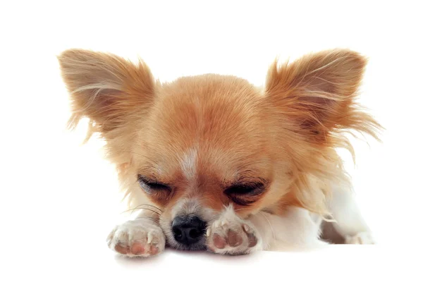 Chihuahua köpek yorgun — Stok fotoğraf