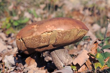 bolete mantar