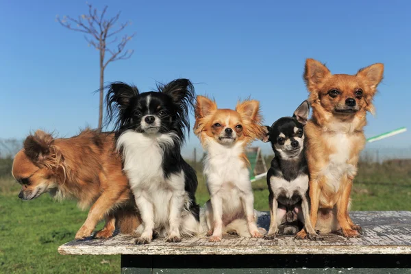 Fünf Chihuahuas — Stockfoto