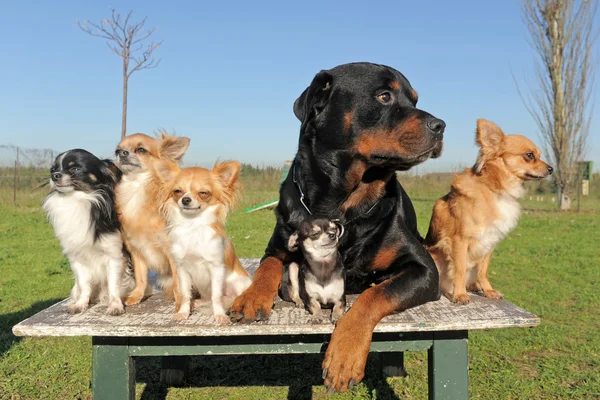 Chihuahuas ve rottweiler — Stok fotoğraf