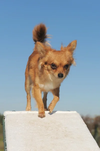Chihuahua in flexibiliteit — Stockfoto