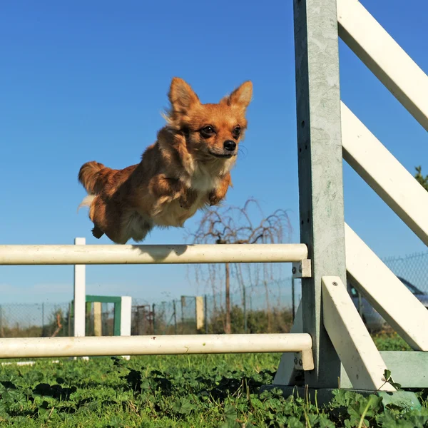 Chihuahua saltando —  Fotos de Stock