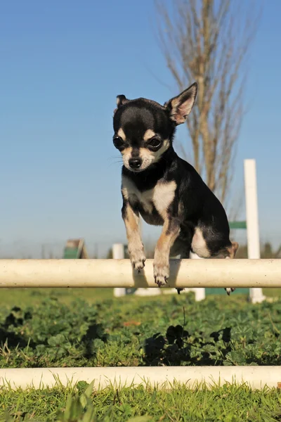Chihuahua saltando —  Fotos de Stock