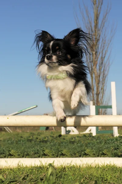 Chihuahua pulando — Fotografia de Stock