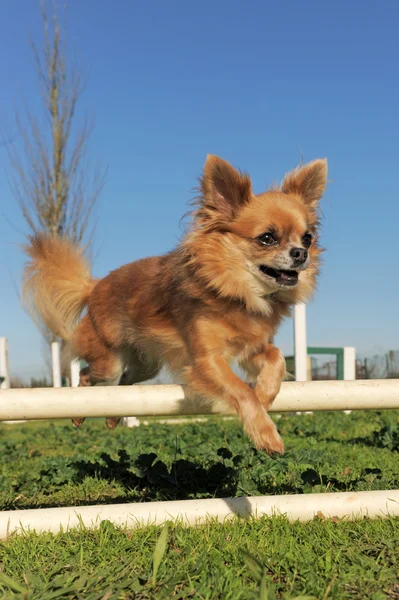 Chihuahua pulando — Fotografia de Stock
