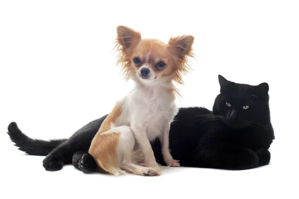 stock image Chihuahua and cat