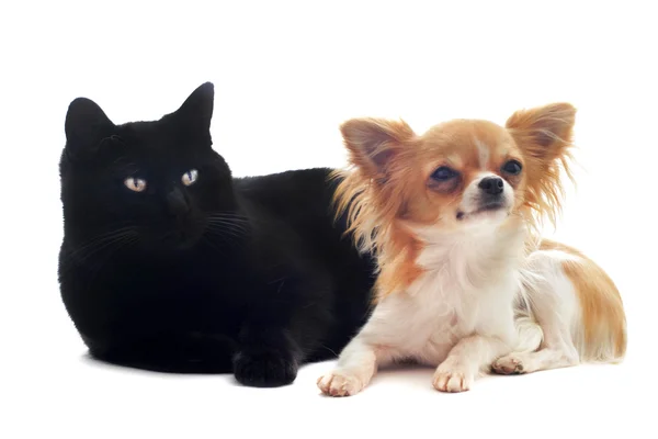 치와와 고양이 — 스톡 사진