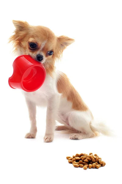 Chihuahua cachorro y tazón de comida —  Fotos de Stock