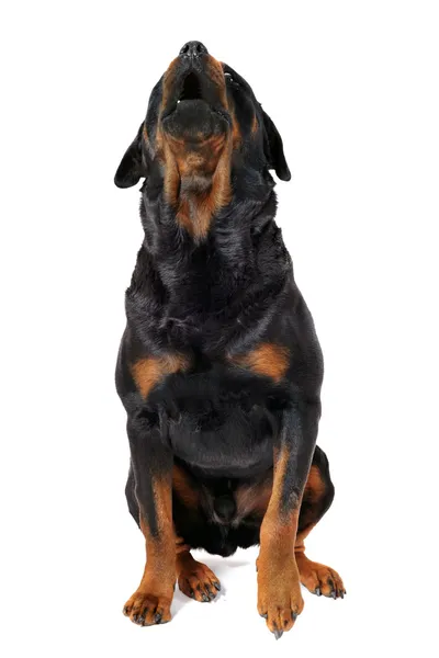 Rottweiler barking — Stok fotoğraf