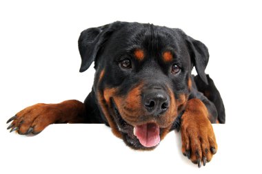 rottweiler başkanı