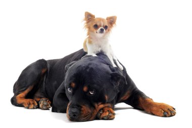 Rottweiler ve köpek chihuahua