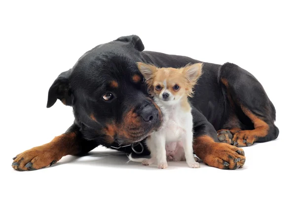 Rottweiler and puppy chihuahua — Stock Photo, Image
