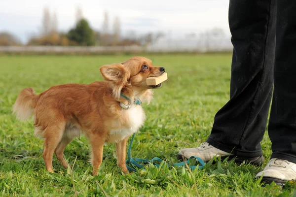 Chihuahua and stick — Stock Photo, Image