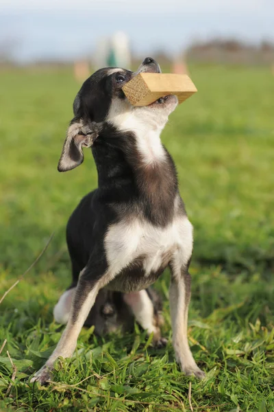Welpe Chihuahua und Stock — Stockfoto