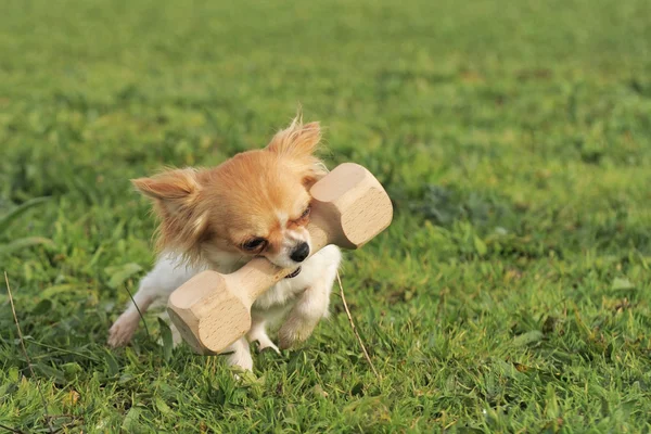 Welpe Chihuahua und Stock — Stockfoto