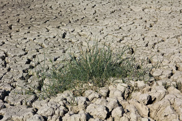 stock image Grass on dry soil