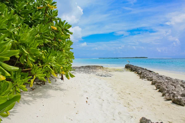 Maldivian beach — Stock Photo, Image