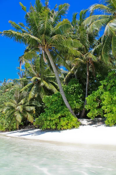 Maldivian beach — Stock Photo, Image