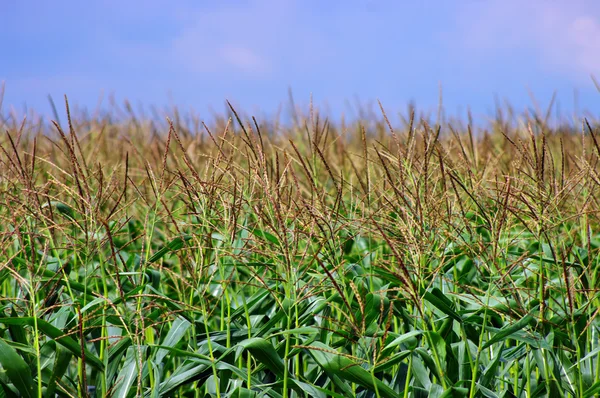 Milho no campo no céu azul — Fotografia de Stock