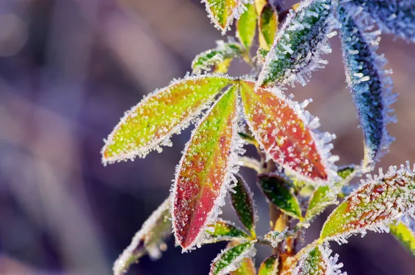 Frost löv — Stockfoto