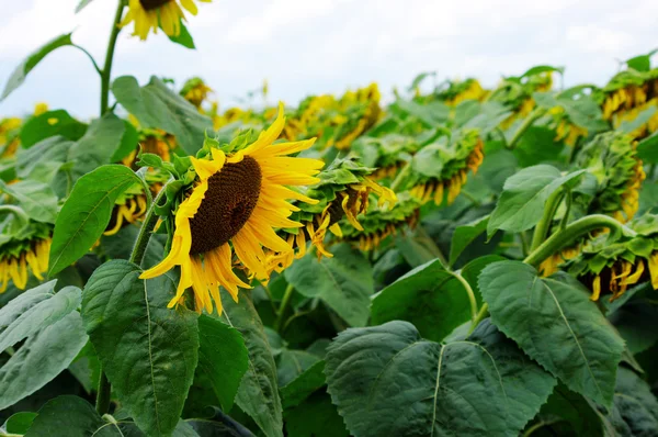 Porträtt av en solros på fältet — Stockfoto