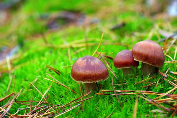 Pilze, die im Wald wachsen — Stockfoto