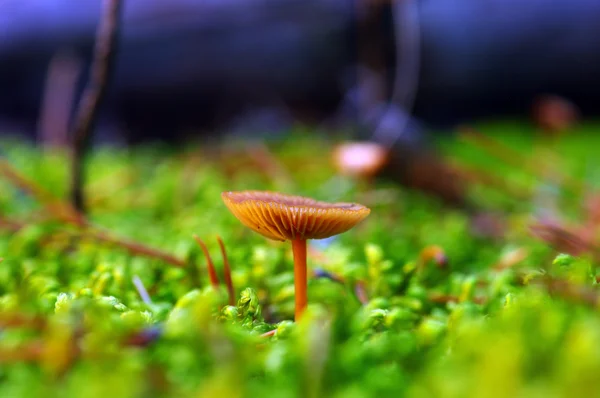 Svamp som växer i skogen — Stockfoto